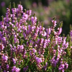 Garden Girl Heather