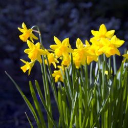 Daffodil Tete A Tete