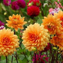 Dahlia 13cm