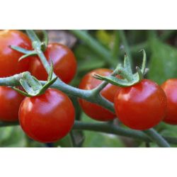 Sweet Million Tomato 10.5cm