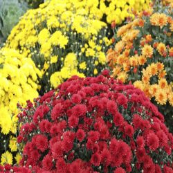 Garden Mum