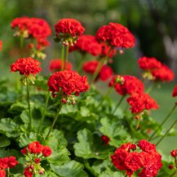 Geranium Variegated Upright 13cm