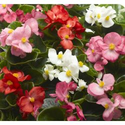 8Pk Begonia