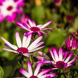 Pericallis Senetii 13cm
