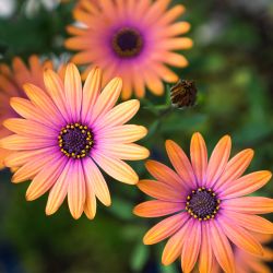 Osteospermum 13cm