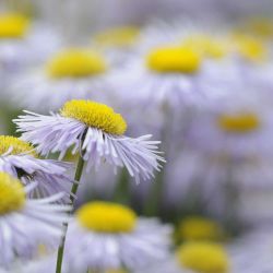 3.5L Leucanthemum Real Dream