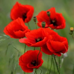 Papaver 13cm
