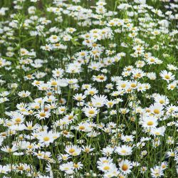 Leucanthemum 13cm