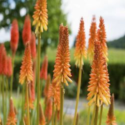 Kniphofia 13cm