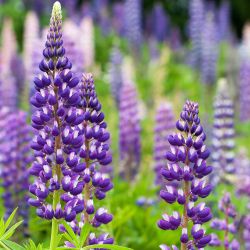 Lupin 13cm