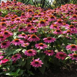 Echinacea 13cm