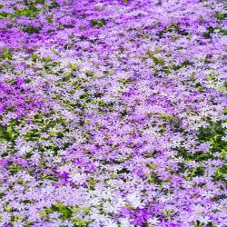 Phlox 13cm