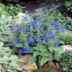 Salvia Patens 13cm