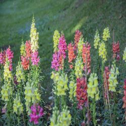 3.5L Antirrhinum