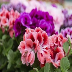 Upright Geranium 13cm