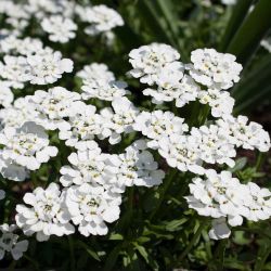 Iberis Snow Flake 10.5cm