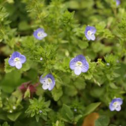 Veronica Peduncularis Georgia Blue 13cm