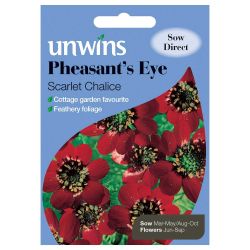 Pheasant's Eye Scarlet Chalice