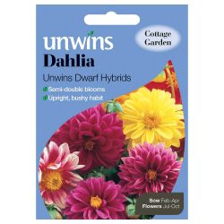 Dahlia Unwins Dwarf Hybrids