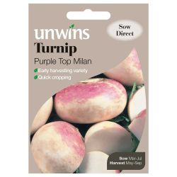 Turnip Purple Top Milan