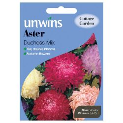 Aster Duchess Mix