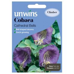 Cobaea Cathedral Bells