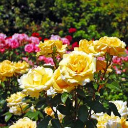 Rose in Variety 3L