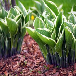3.5L Darwin Hosta