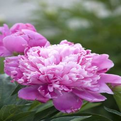 3.5L Peony