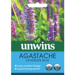 Agastache Lavender Blue