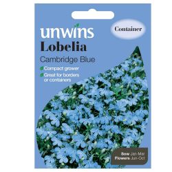 Lobelia Cambridge Blue