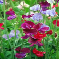 Sweet Pea 13cm