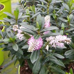 2L Pink Hebe Joan Mac