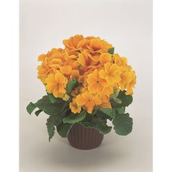 2L Polyanthus