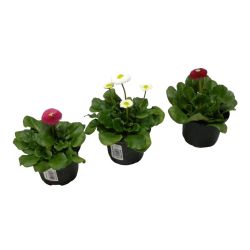 Bellis Combination 13cm