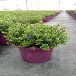 2L Hebe Vernicosa