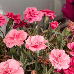 Premium Dianthus Oscar 6 Pack