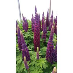 Lupinus Masterpiece