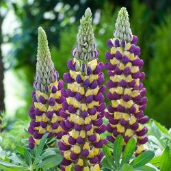 Lupinus Manhattan Lights
