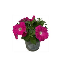 Gotunia Mix 13cm