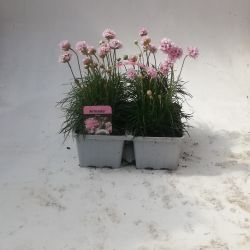 4Pk Armeria Sea Thrift
