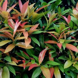 Photinia 13cm