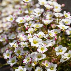 Saxifraga 4 Pack