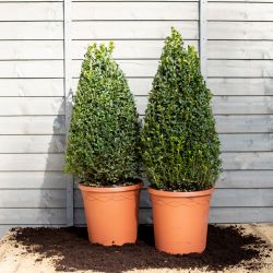 Buxus Topiary