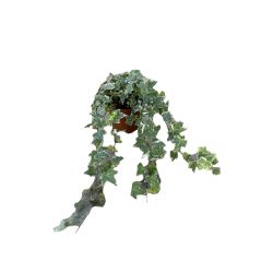 Garden Elegance Ivy 13cm