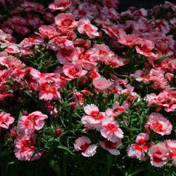 Dianthus Peach Party 3L