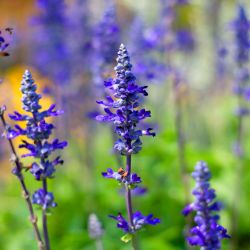 Salvia Mysty 13cm