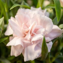 Dianthus Oscar 10.5cm