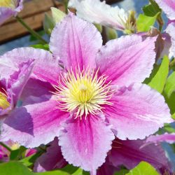 Clematis Pink 15cm