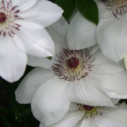 Clematis White 15cm
